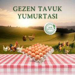 30'lu Gezen Tavuk Yumurtası